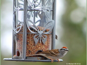 A little bird told me 