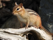 Chipmunk
