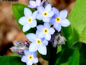 Forget Me Nots