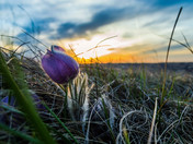 Prairie Crocus 