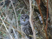 Barred Owl
