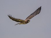 Swainsons Hawk