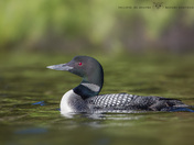 I love Loon !!
