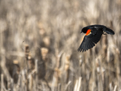 Red Winged Black Bird