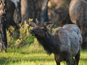 juveniles and cow elk 