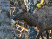 juveniles and cow elk 
