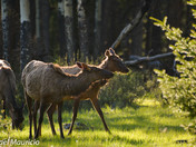 juveniles and cow elk 