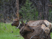 juveniles and cow elk 