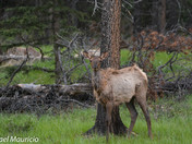 juveniles and cow elk 