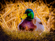 Mallard Vignette