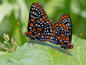 Mating Baltimore Butterflies