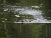 Algonquin Provincial Park