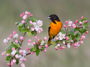 Baltimore Oriole