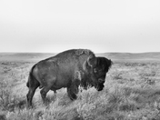 The Majestic Bison