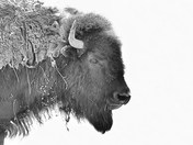 King of the Prairies