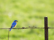 Eastern Bluebird