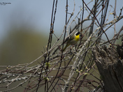 Common Yellow Throated Warbler