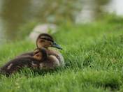 Ducklings