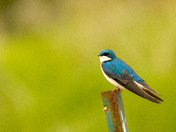 Tree swallow