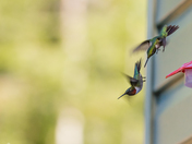 Ruby Throated Hummingbirds