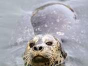 Harbour Seal