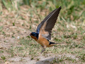 Gathering material for the nest