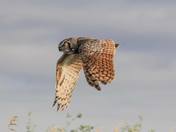 Great Horned Owl in Flight