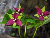 Red Trillium Trio