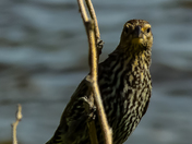 Common Nighthawk Suntanning