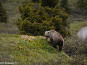 Grizzly Bear at Bow Lake 