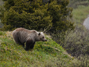 Grizzly Bear at Bow Lake 