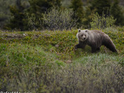 Grizzly Bear at Bow Lake 