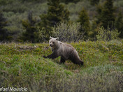 Grizzly Bear at Bow Lake 