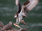 Bringing home lunch.