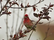 Grosbeak with a feather day