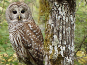 Barred owl