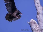 Vulture