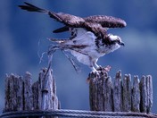 Osprey