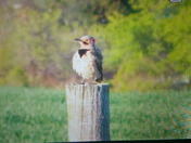 Northern Flicker 
