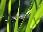 dragon fly