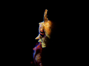 Beauty Hides in the Deep