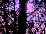 Forest Beauty in Purple