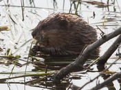 Muskrat feeding