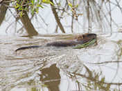 With food in the water