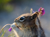 Chipmunk eating wildflowers 