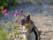 Chipmunk eating wildflowers 