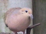 mourning dove