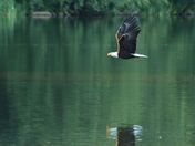 Bald Eagle over the Lake