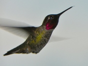 Feeding Time / Straw  Ready