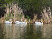 Pelicans 